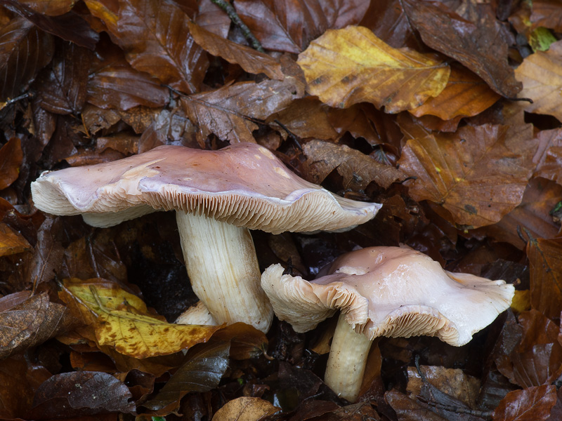 Cortinarius croceocaeruleus